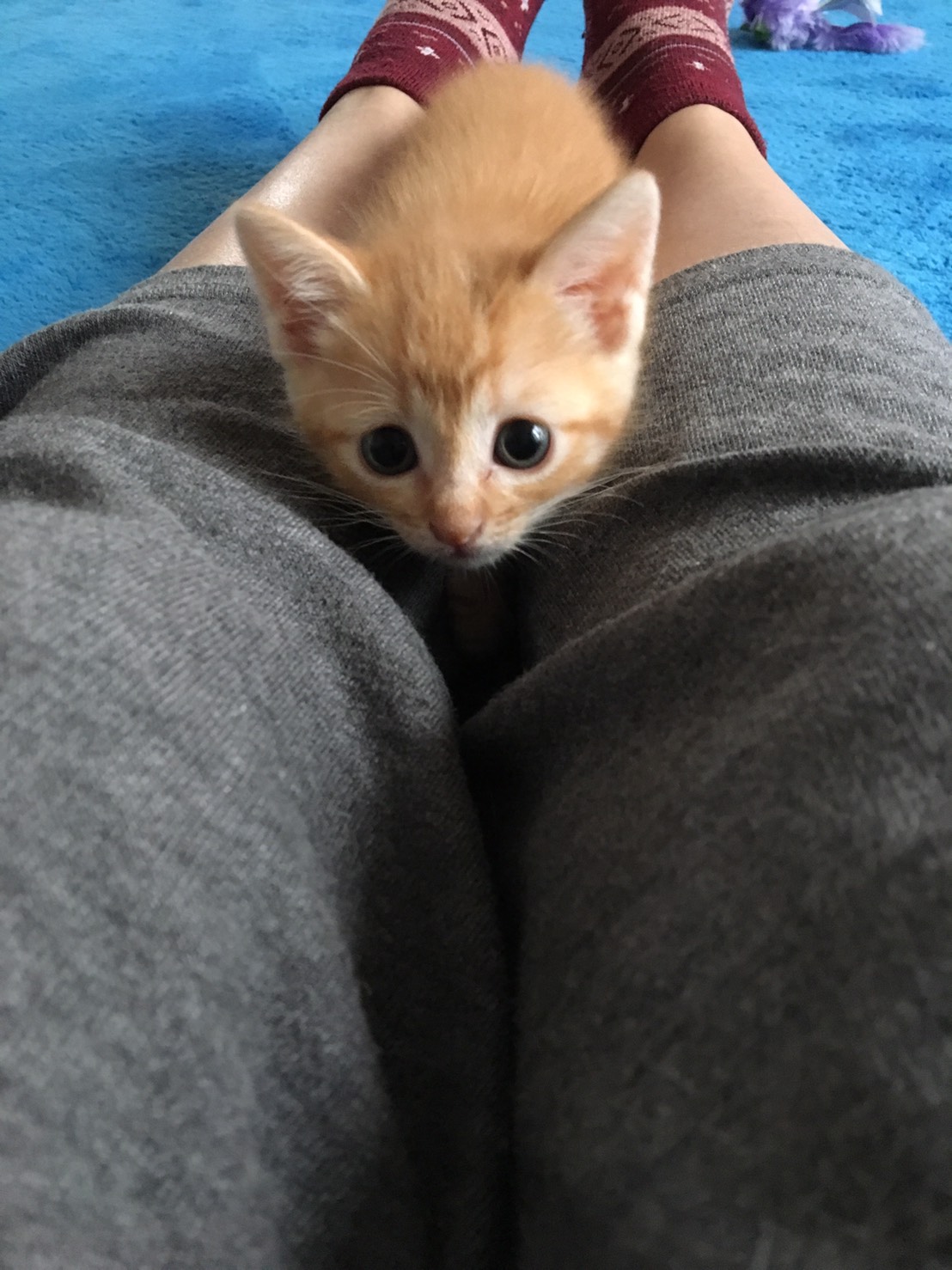 我が家のアイドル達！