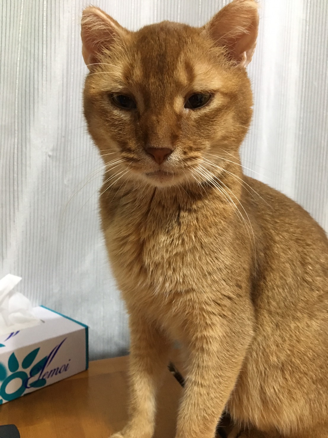 我が家のアイドル達！