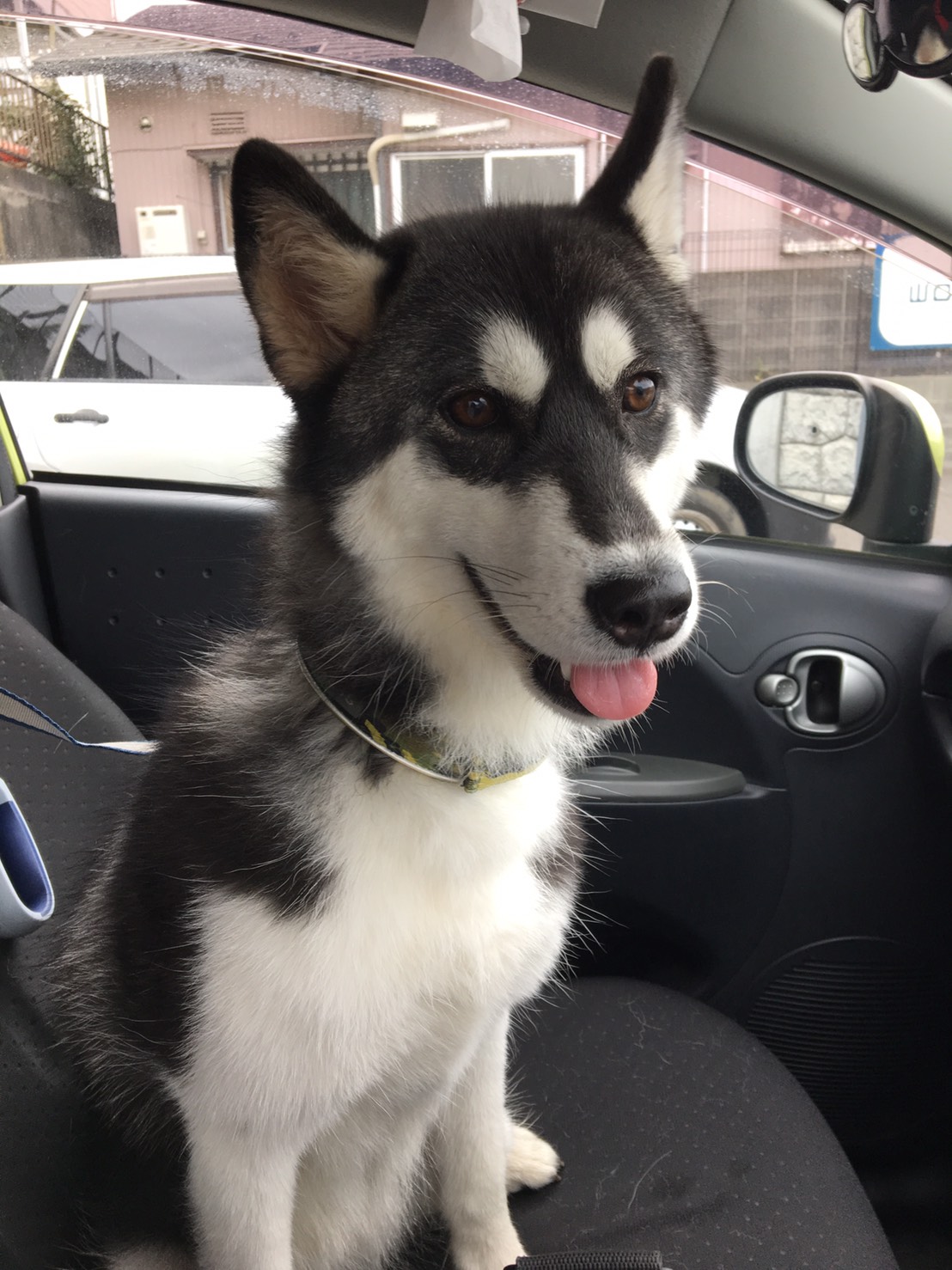 我が家のアイドル達！