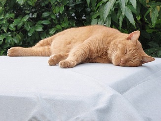 自宅の周りの動物達です。