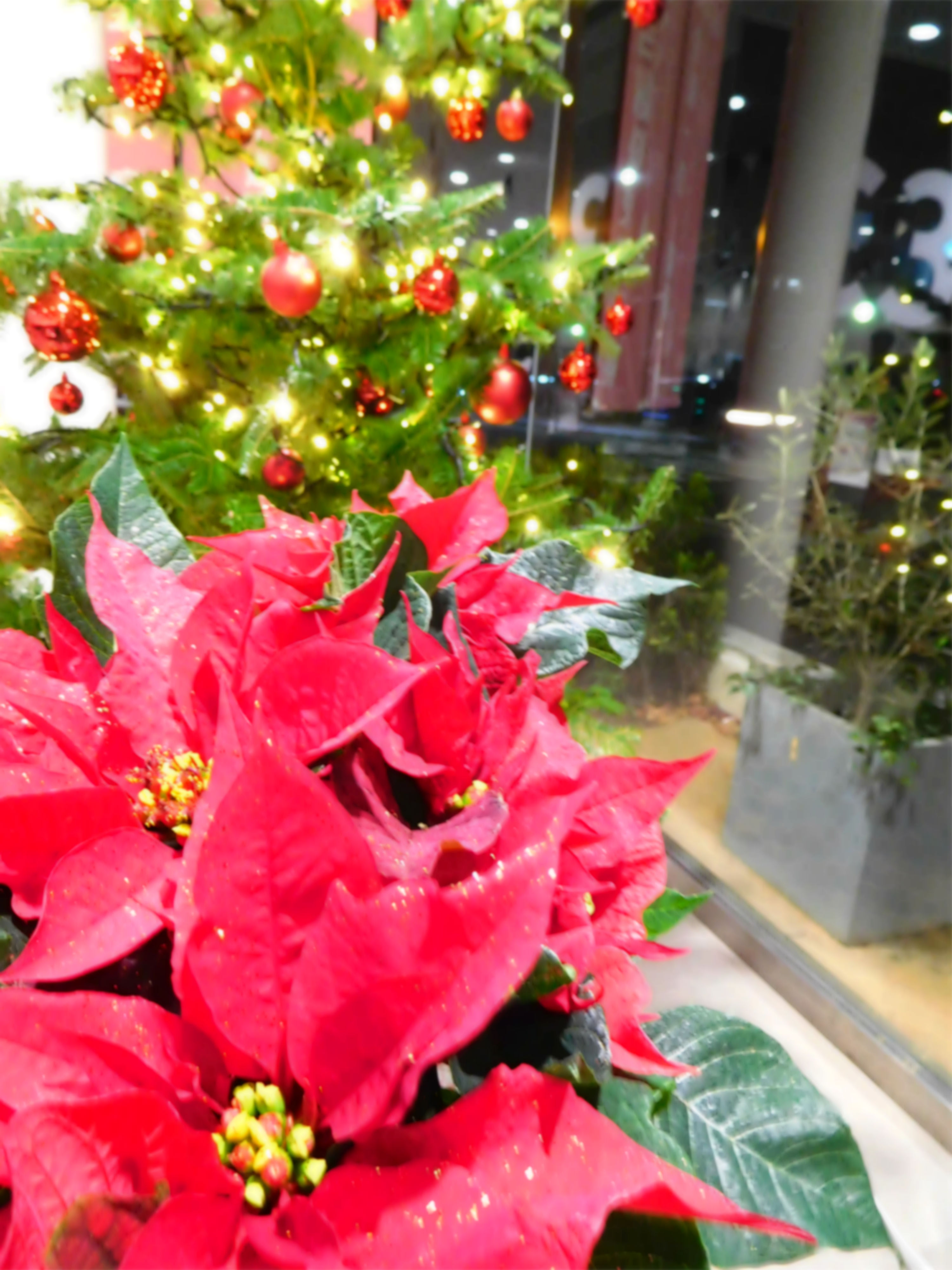 クリスマスまであと9日