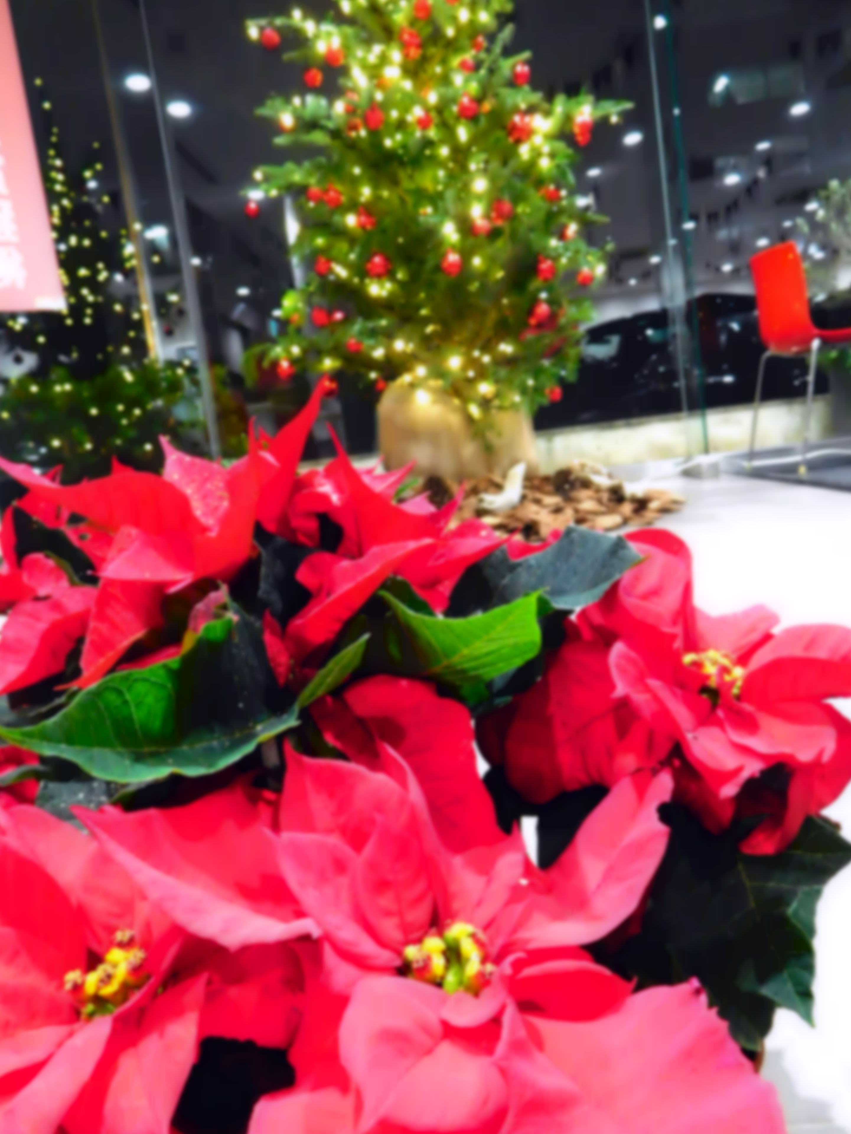 クリスマスまであと9日