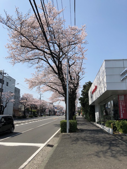 さくら満開です。