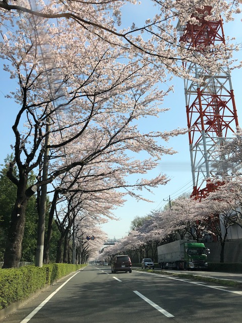 さくら満開です。