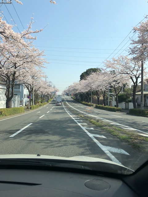 さくら満開です。