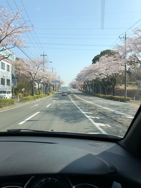 さくら満開です。