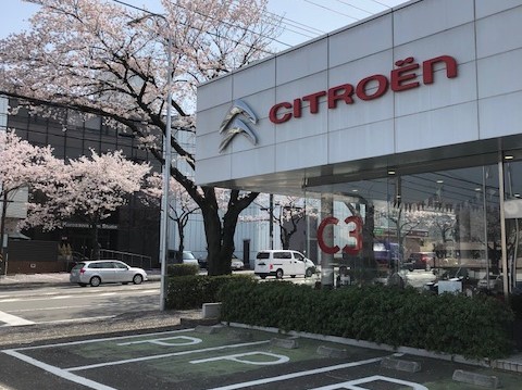 桜咲きました。