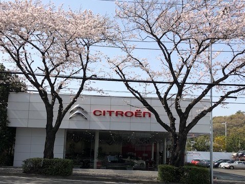 桜咲きました。