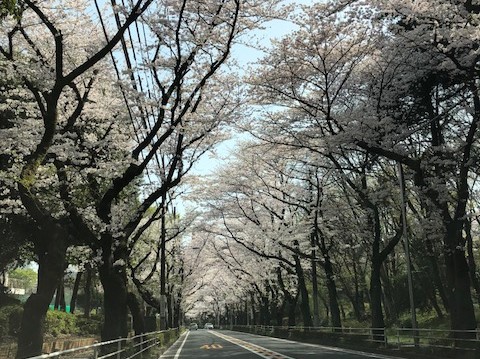 桜咲きました。