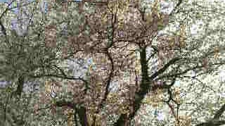 桜咲いています