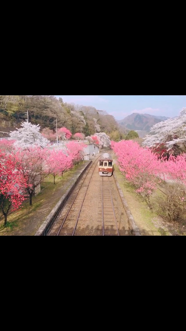 桜列車