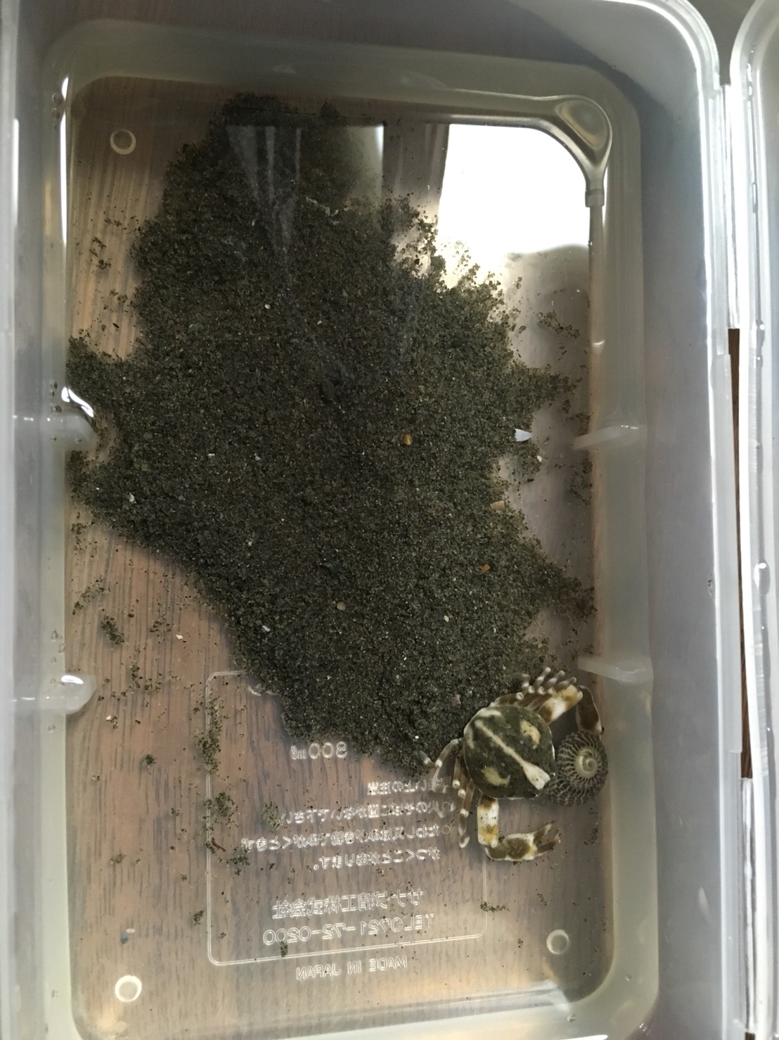 人生初！潮干狩り！！