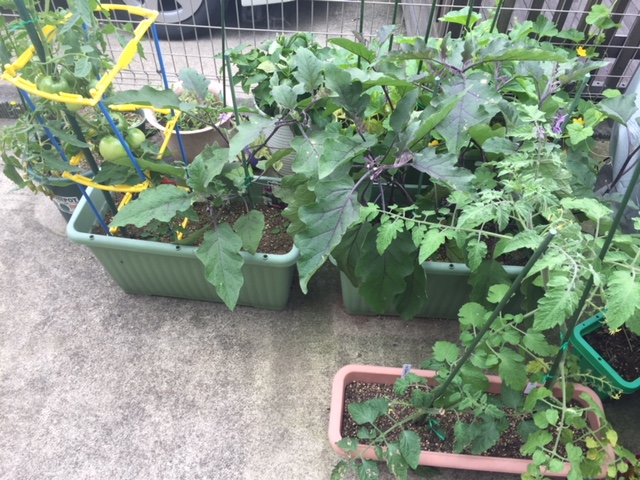 我が家の家庭菜園！