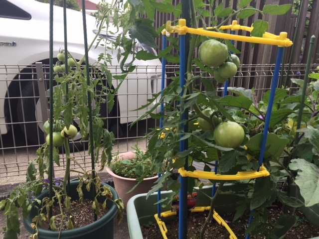 我が家の家庭菜園！