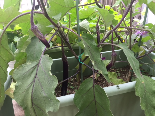 我が家の家庭菜園！