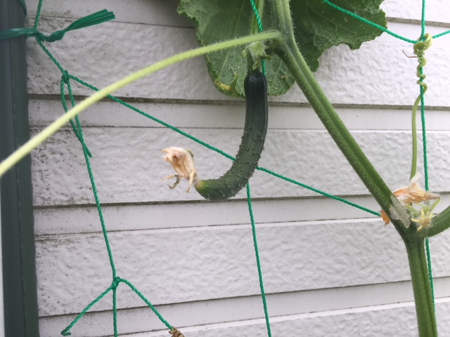 我が家の家庭菜園！