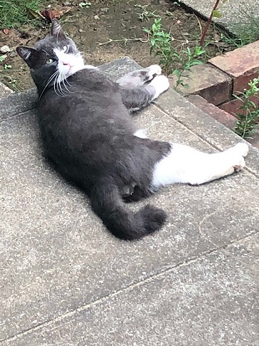 自宅のまわりの動物達