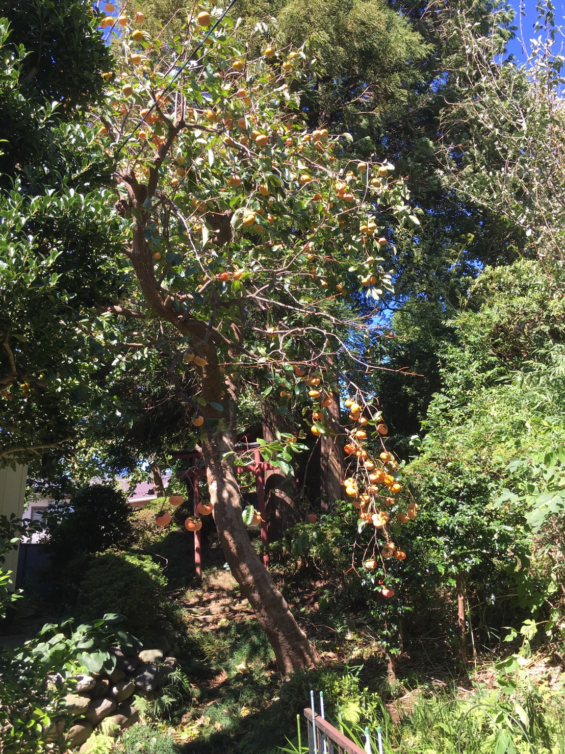 今がシーズン柿取り！