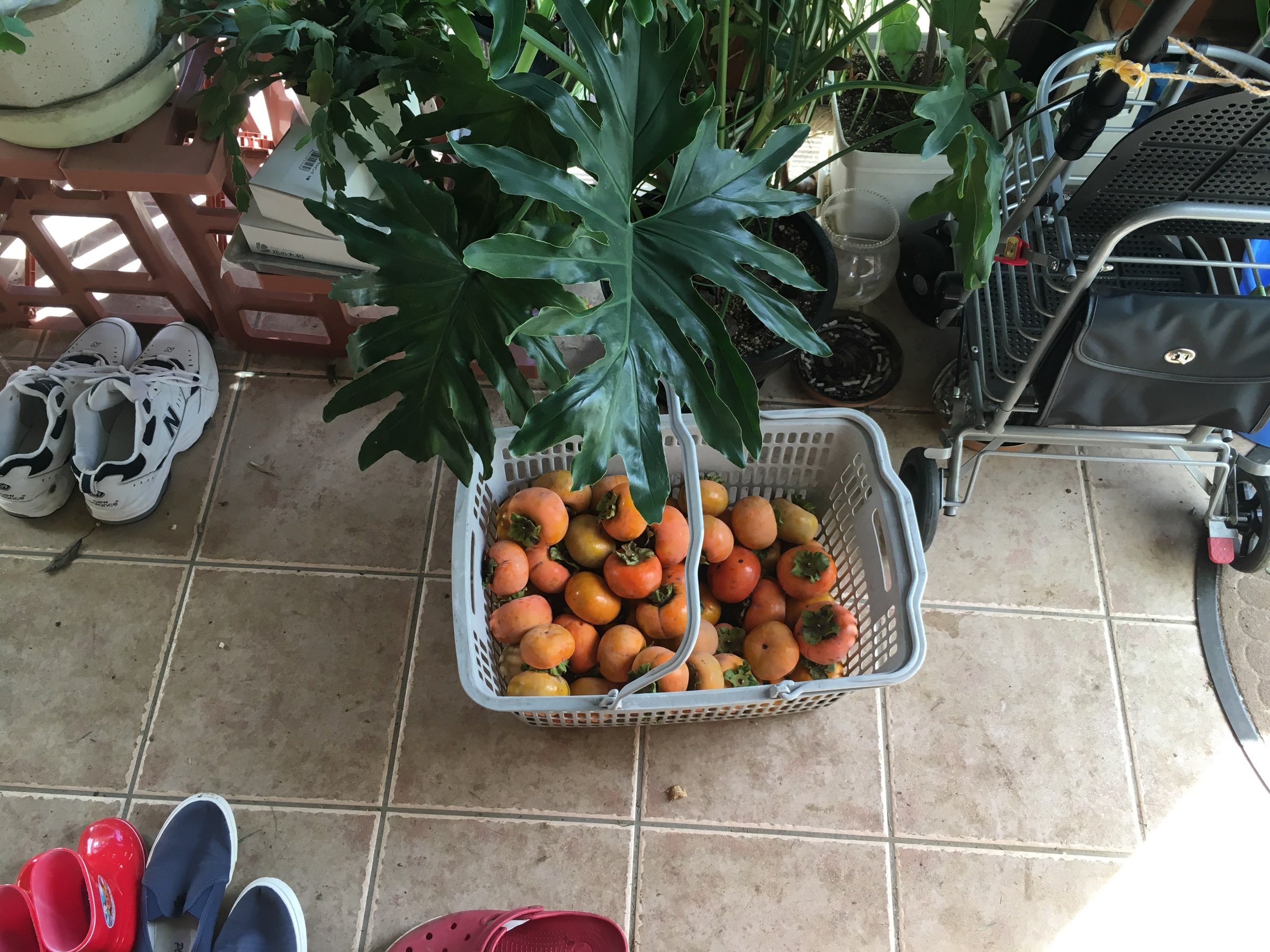 今がシーズン柿取り！