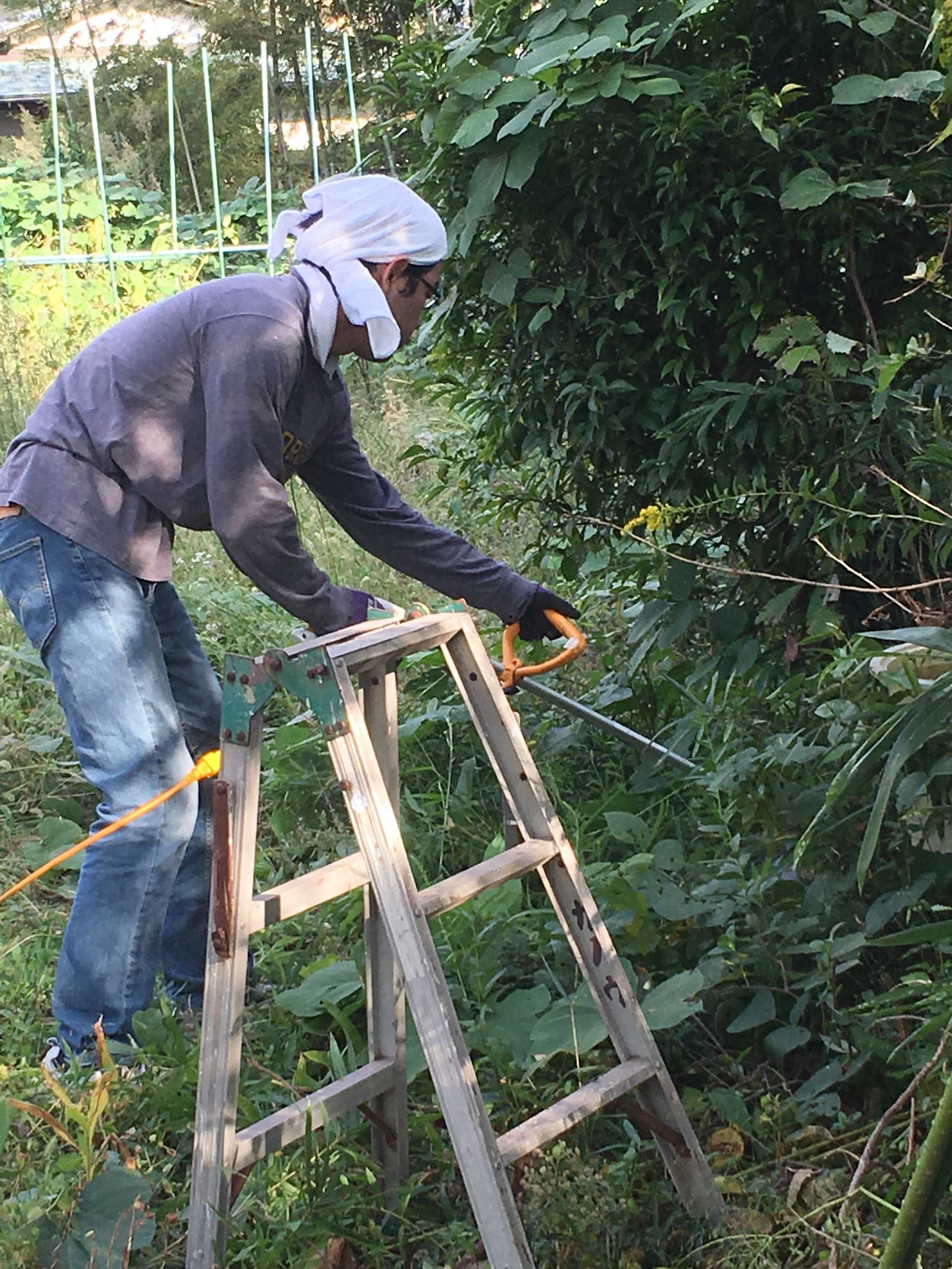 今がシーズン柿取り！