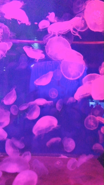 シーパラに行ってきました(^^)