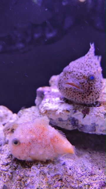 シーパラに行ってきました(^^)