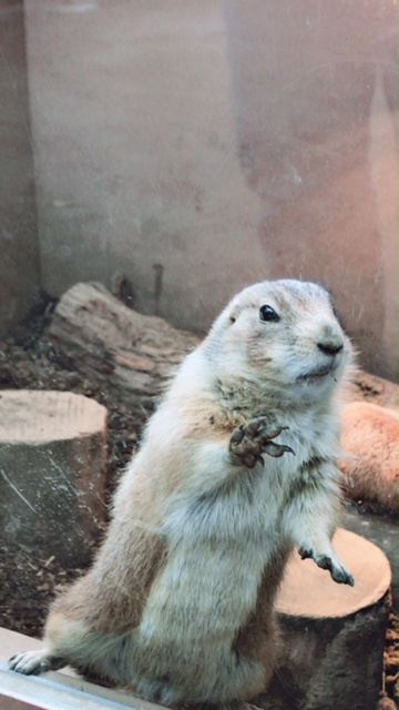 シーパラに行ってきました(^^)
