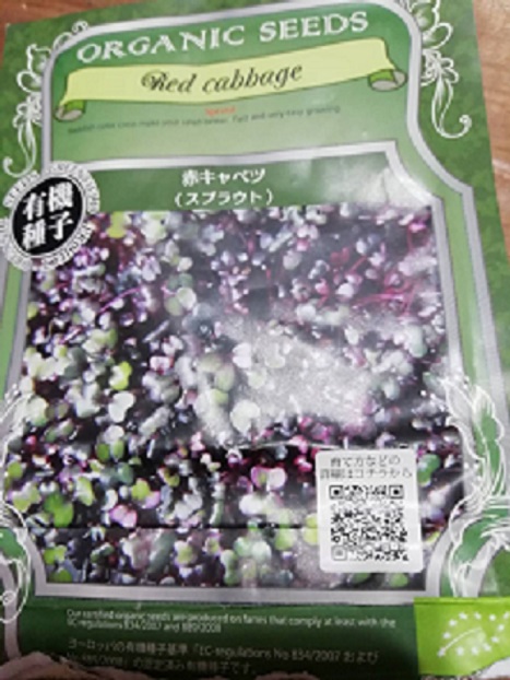 赤キャベツ無事に収穫いたしました。