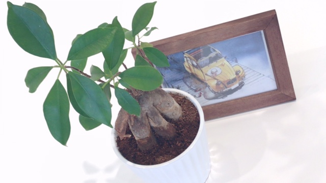 植物は難しい(>_<)