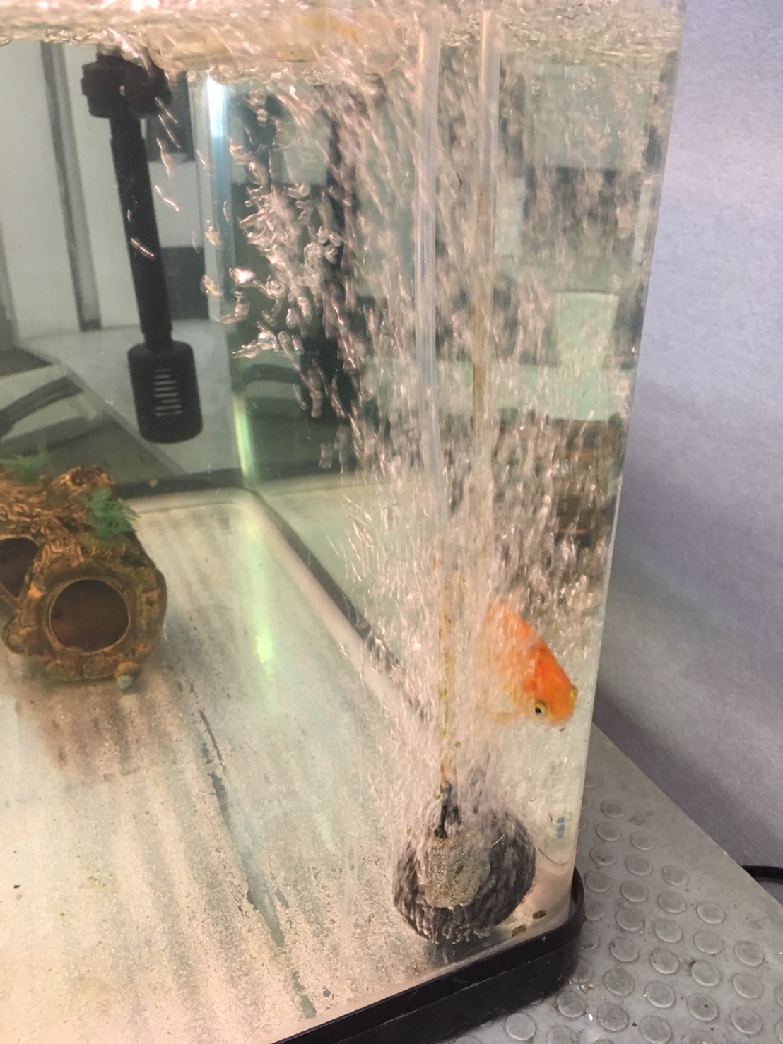 ワタナベの成長