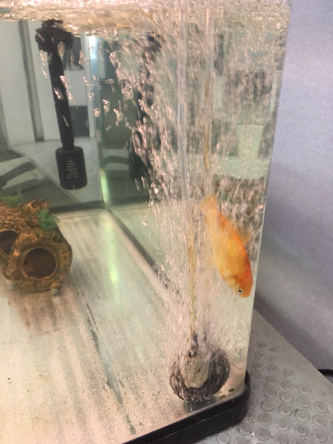 ワタナベの成長