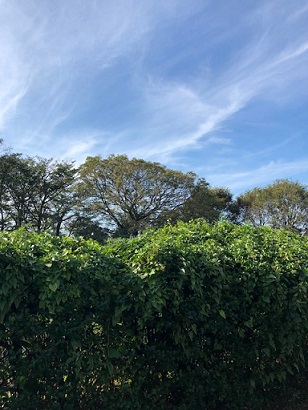 久しぶりの晴れの日