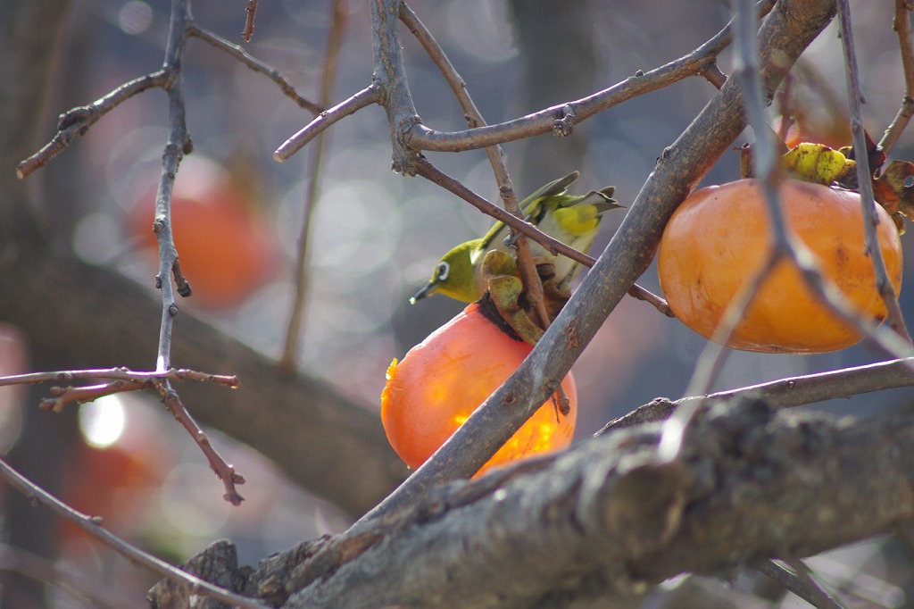 バードサンクチュアリ