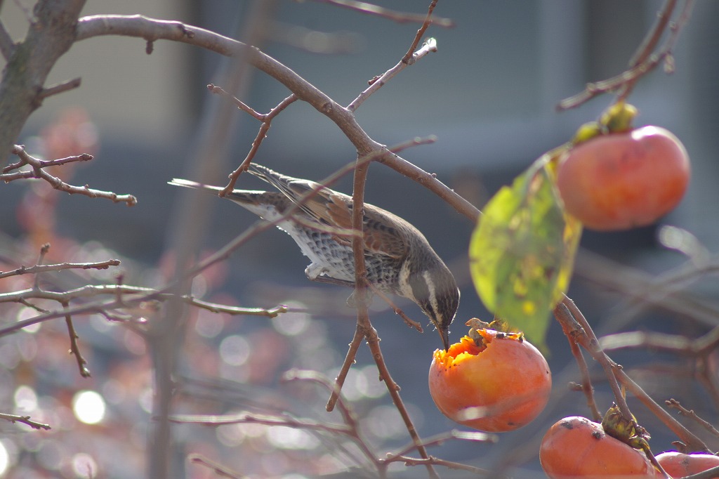 バードサンクチュアリ