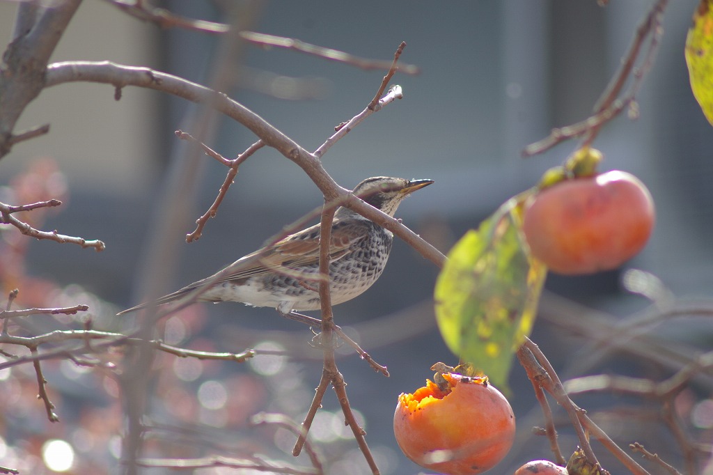 バードサンクチュアリ