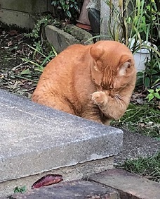 今年も癒してくれました！