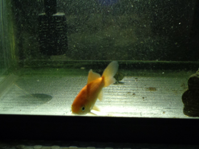 ワタナベ（金魚）健在です。