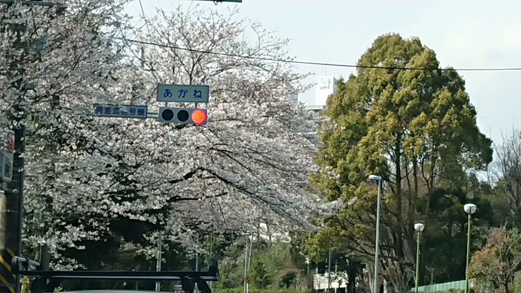 春の試乗は横浜緑