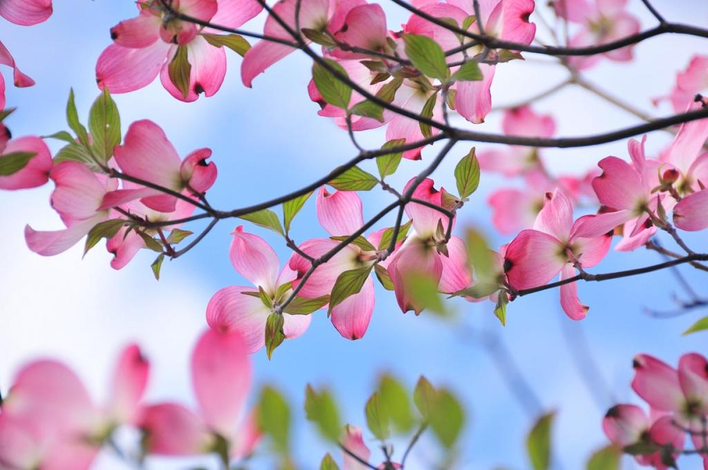 感染症対策のご案内です。