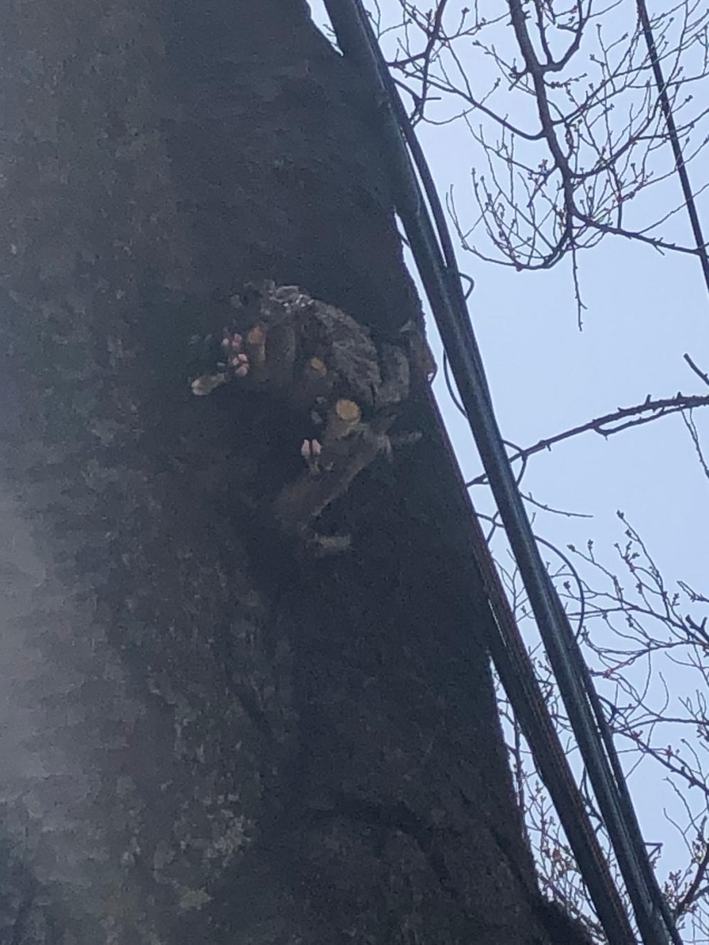 シトロエンの乗り心地・試乗感は・・・