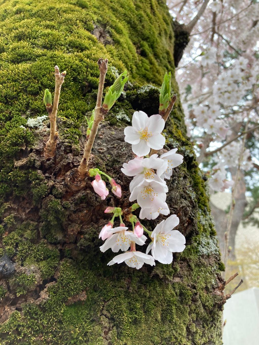 ブティック商品のご案内