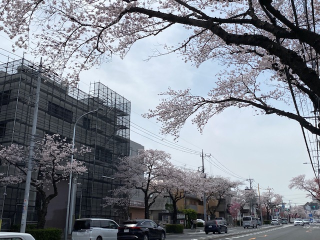 今年も綺麗です🌸