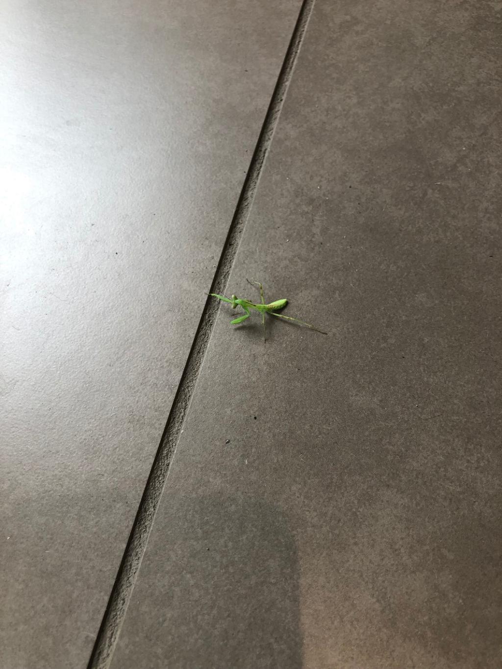 本日最初のご来場。