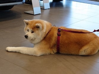 ベルランゴ納車と