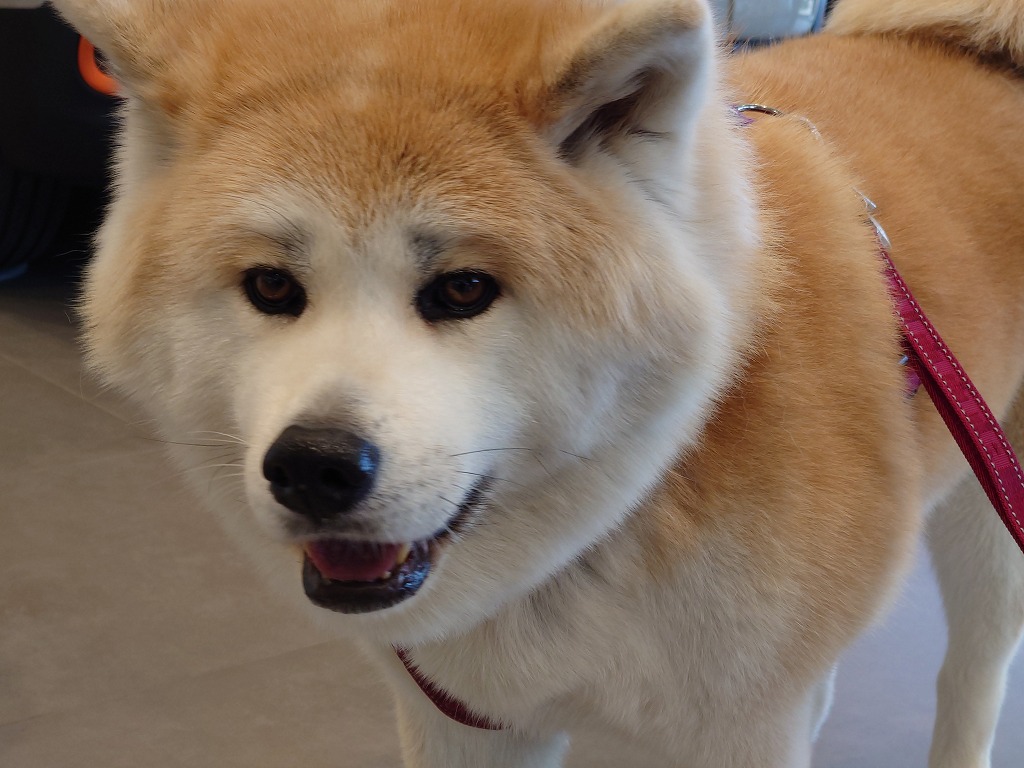 ベルランゴ納車と