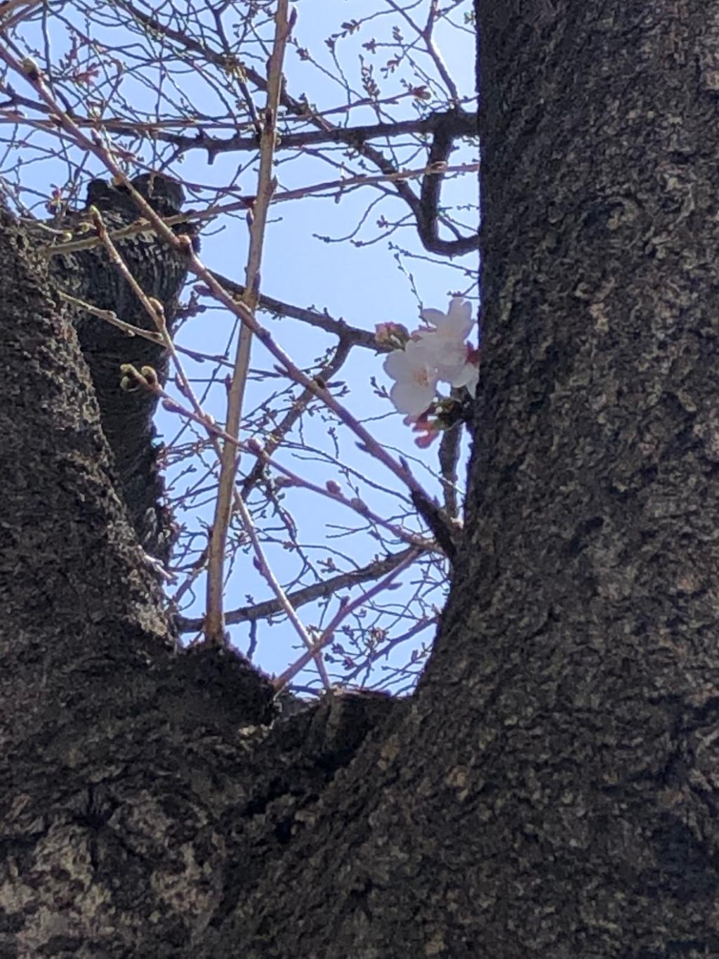 桜のディーラー
