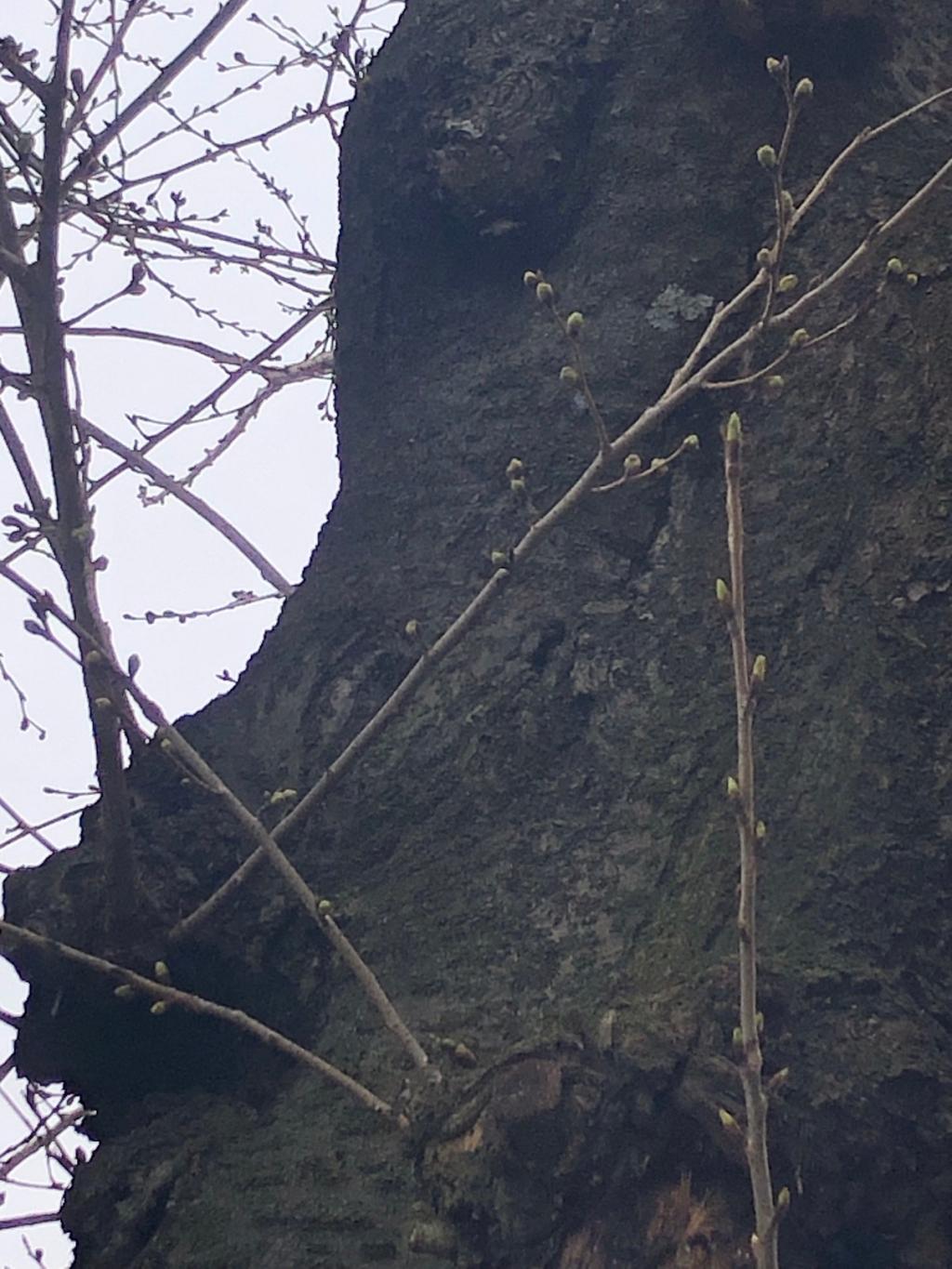 果報は寝て待て。花報はハテさて？