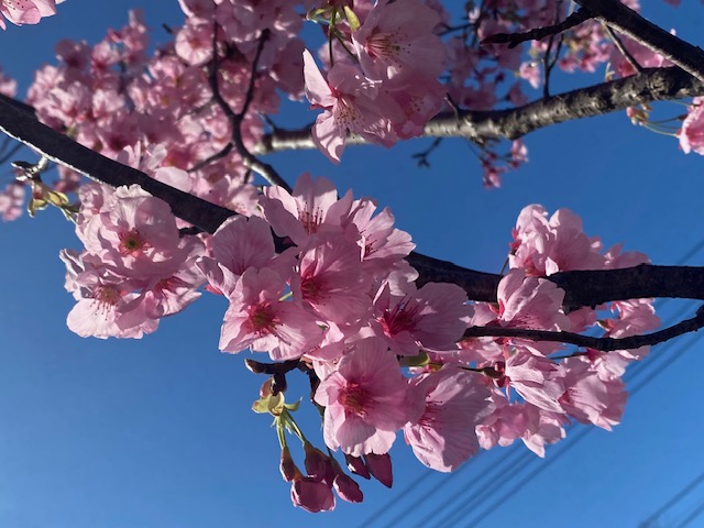 河津桜が満開です🌸