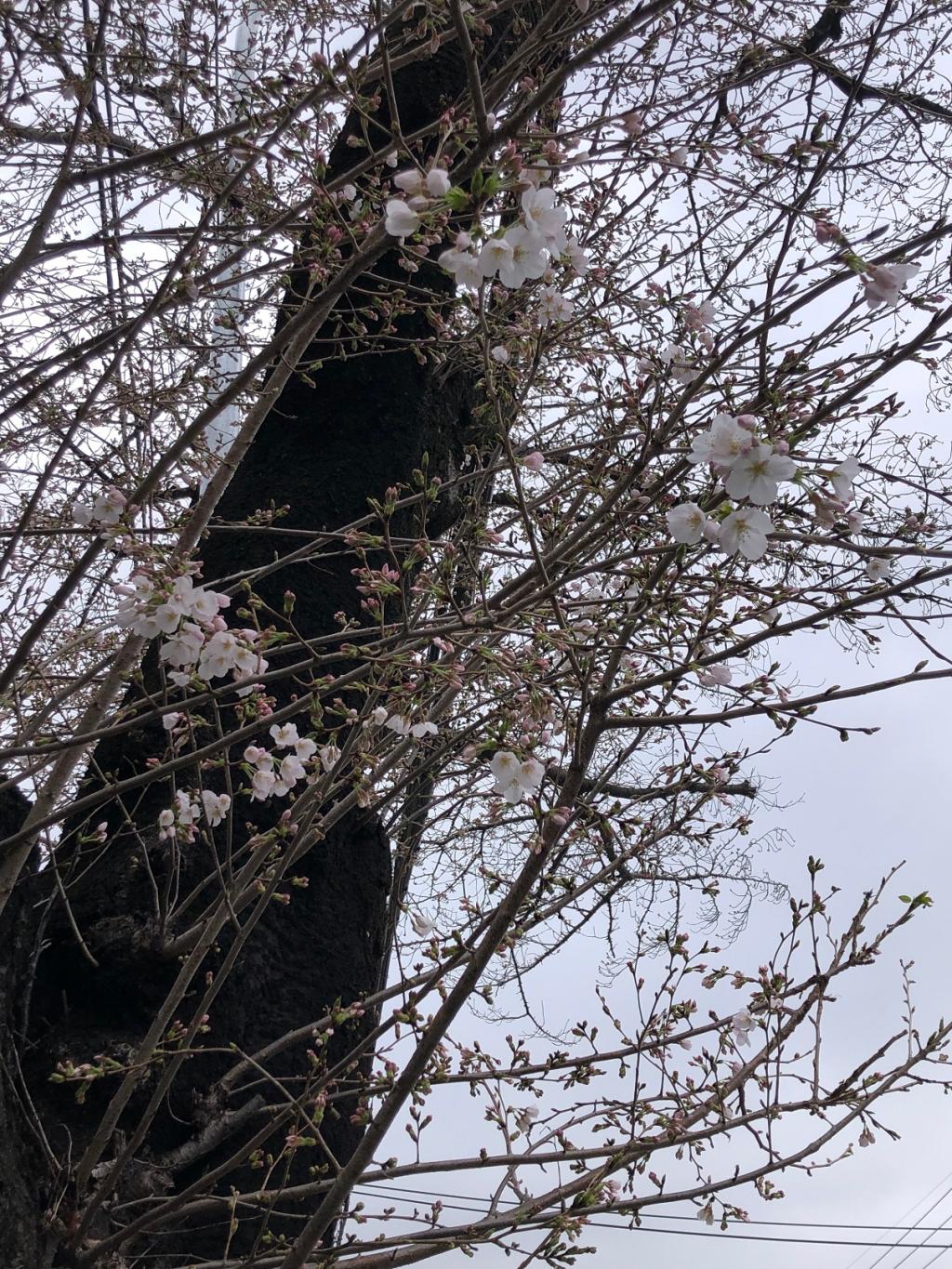 ソメイヨシノもようやく開花。