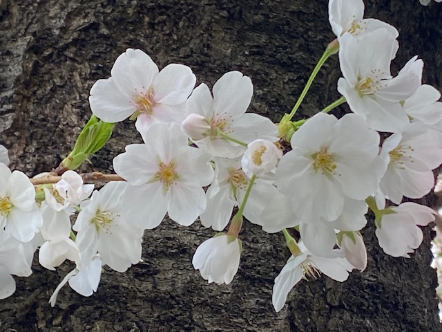 満開です🌸